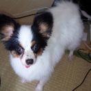 2才のパピヨン♂去勢済みです