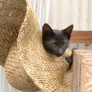 かわいい真っ黒猫さんです。