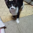 遅くなりましたが、お陰様で、堺市在住の里親様とお話がつきました事...