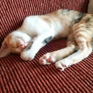 三毛猫♀3ヶ月　里親様募集☆