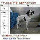 兄弟のダックスと雑種の子達の家族になってあげて下さい(;_;)