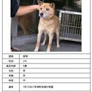 この子の家族になってあげてください(;_;)