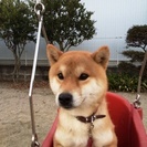 柴犬♂　2歳　飼ってくれませんか？