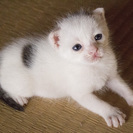 かわいい子猫の里親さん募集！