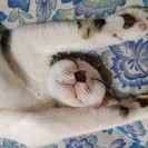 ５月生まれの人なつこい子猫　里親募集中!!