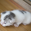 青い目のかわいい子猫の里親さん募集！ − 熊本県
