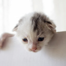 青い目のかわいい子猫の里親さん募集！ - 里親募集