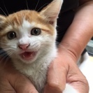 ★子猫2ヶ月弱位、たぶん男の子★