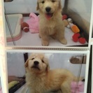 ゴールデンレトリーバーの仔犬