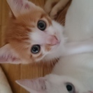 里親募集です。7月8日に子猫が産まれました！