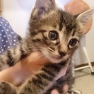 おっとり穏やかなキジトラ子猫ちゃん（生後2ヶ月♂）の里親募集！
