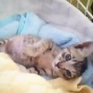 白血病キャリアの仔猫 里親さん見つかりました。