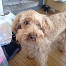 仔犬を一時、無料で預かって下さい