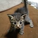 子猫がいます❗