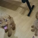 2匹一緒に飼って下さい!!!
