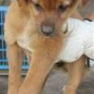 可愛い子犬と成犬の家族になってください(;_;) - その他