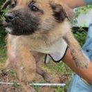 可愛い子犬と成犬の家族になってください(;_;) - 犬