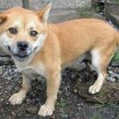 可愛い子犬と成犬の家族になってください(;_;) − 栃木県