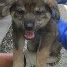 可愛い子犬と成犬の家族になってください(;_;) - 里親募集