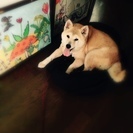 ふわもこの柴犬、たか子さん。保健所からのレスキューです！