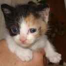 三毛猫のメス　生後約３週間　家族にしてあげて！