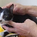 横浜市動物愛護センターにいる猫達の家族になって下さい(;_;)