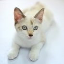 【里親募集】生後４ヶ月の元気なメス猫