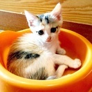 7月10日生まれの子猫♥️