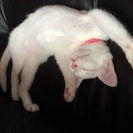 白毛の仔猫の里親を探しています。