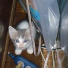 子猫もらってもらえませんか。