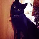 黒猫の子猫ちゃん♪2匹(オス・メス)