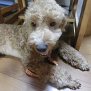 アプリコットトイプー