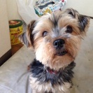 小型犬3匹を預かってもらえないですか？