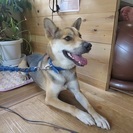 大人しくて人懐っこい男の子