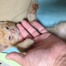 猫の里親さん募集です（茶トラ）
