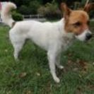 #4千葉県動物愛護センター本所に収容されてる子犬と成犬達の家族に...