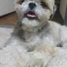 誰かお願いします - 犬