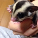 フクロモモンガ