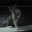子猫です。