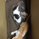 めずらしい柄のこねこたちです