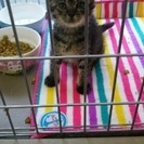 生後1ヵ月の子猫の里親募集