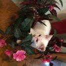 保護されている子猫の家族になって下さい(;_;)