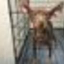 ミニチュアピンシャーや雑種の成犬の子達の里親さんになって下さい(...