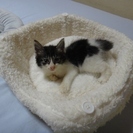 ２ヶ月の女の仔、里親募集中です。