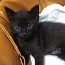 【急募】子猫の里親募集（黒猫♂、かぎしっぽ）