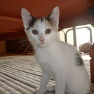 南会津町生まれの子猫です。