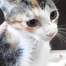 かわいい三毛ちゃん(メス)の里親さん募集してます