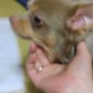 チワワ雄里親になって下さい