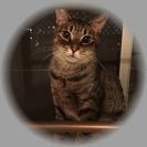 小柄なメス猫ちゃんの里親さん募集！