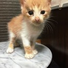生後１か月　茶トラ白　410ｇ　男の子　里親決定しました。